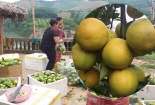 ‘Cam Vinh nhái' tràn ngập chợ online: Tiêu chuẩn nào nhận biết cam Vinh xịn?