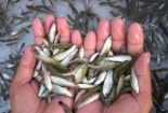 Kỹ thuật nuôi cá linh đơn giản giúp người nông dân làm giàu không khó