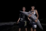 Làm rõ vụ việc cá heo nặng gần 30 kg trôi dạt vào bãi biển Đồ Sơn bị xẻ thịt