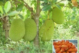 Trồng cây mít ruột đỏ cho năng suất vượt trội và bán đắt như tôm tươi