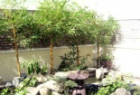 Trồng cây phong thủy trong nhà gia chủ cần hiểu ý nghĩa của từng loại cây