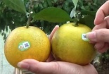 Nâng 'chất' cho cam Vinh nhờ dán tem truy xuất nguồn gốc 