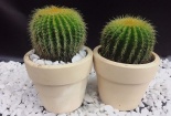 Trồng cây phong thủy giúp hút bức xạ độc hại từ máy tính và mang lại may mắn cho dân văn phòng