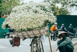 Rung động một Hà Nội đẹp ngỡ ngàng với cúc họa mi về trên phố