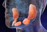 Bệnh quai bị gây viêm màng não và vô sinh ở nam giới đang vào mùa