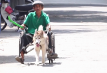 Ông lão huấn luyện chú chó Bắc Cực kéo xe ở Bình Dương