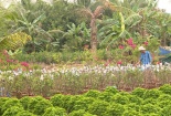 Bến Tre: Tin đồn thất thiệt về hoa giấy ảnh hưởng nghiêm trọng đến người dân