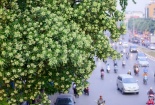 ‘Ác mộng’ hoa sữa mùa Thu Hà Nội, chuyên gia cảnh báo gì?