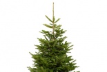 Giáng sinh 2017: Cây thông Noel thật giá tiền triệu, đắt nhất 22 triệu đồng