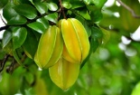 Mắc bệnh này mà ăn quả khế chỉ có ‘con đường chết’