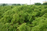 Trồng cây đinh lăng lá nhỏ làm cây thuốc quý cho cả gia đình