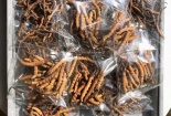 Sâu cỏ Tây Tạng 2,2 tỷ/kg đắt ngang chung cư: Nhà giàu Việt xếp hàng đặt mua