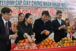 Cam Phù Yên được Cục Sở hữu trí tuệ công nhận nhãn hiệu cam ‘xịn’