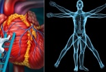 Những sự thật 'không thể tin nổi' về cơ thể người