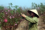 Tết Mậu Tuất 2018: Giá đào cảnh không biến động mạnh