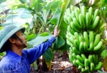 Ứng dụng công nghệ trong giám sát, truy xuất nguồn gốc chuối tiêu hồng