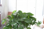 Cây độc: Cây trầu bà 'vô địch' hút khí độc, nhưng có thể gây nguy hiểm nếu trồng tại nhà