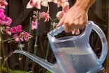 Kỹ thuật trồng hoa lan và tưới nước đúng cách cho hoa nở đẹp bền lâu chơi Tết