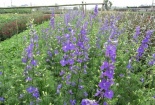 Kỹ thuật trồng hoa violet nở đúng dịp Tết chỉ vài bước đơn giản
