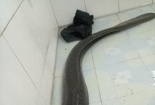 Cá lệch 'khủng' mắc lưới ngư dân Nghệ An ngày đầu năm 2018