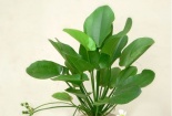 Quanh năm sẽ gặp may mắn, thịnh vượng khi trồng cây Thủy Cúc để bàn