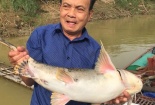 Hà Giang: Đưa cá chiên quý hiếm vào lồng nuôi nhốt