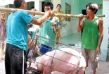 Giá cả thị trường ngày 10/1: Giá lợn hơi tại miền Bắc và miền Nam tăng nhẹ tại một số tỉnh