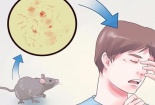 Thức ăn bị chuột gặm chớ tiếc mà ăn kẻo tử vong có ngày