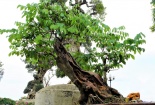 Chậu bonsai sưa đỏ giá 1,4 tỷ đồng ở Hà Nội có gì đặc biệt?