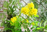 Kỹ thuật trồng cây chuông vàng cải thiện không khí và mang may mắn cho gia chủ