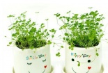 Kỹ thuật trồng cỏ 3 lá vào chậu cực xinh lại mang may mắn, hạnh phúc ngập tràn