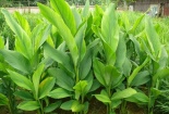 Kỹ thuật trồng cây nghệ tại nhà vừa ăn vừa chữa bệnh cho cả gia đình