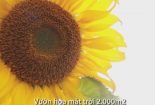 Vườn hoa hướng dương rộng 2.000 m2 tại thủ đô Hà Nội