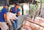 Giá cả thị trường ngày 17/1: Giá lợn hơi tại miền Bắc bất ngờ chạm ngưỡng 37.000 đồng/kg