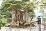 Xôn xao đại gia Hà Nội chi 5 tỷ 'mua đứt' cây sanh nổi tiếng bậc nhất Việt Nam