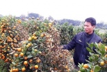 Khởi tố đối tượng hủy hoại 400 cây quất Tết ở Thanh Hóa