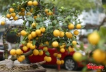 Tết Mậu Tuất 2018: Chanh vàng phú quý thu hút người mua 