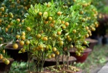 Tết Mậu Tuất: Quất mini giá rẻ hút người dùng trưng Tết