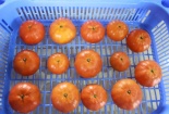 Nâng cao chất lượng, màu sắc nông sản nhờ ứng dụng màng sinh học