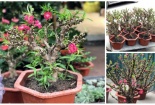 ‘Loạn’ giá đào Thất thốn, người dùng dễ mua nhầm đào Trung Quốc