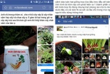 Cảnh giác khi mua hạt giống cây trồng kiểu ‘treo đầu dê bán thịt chó'