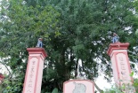 Nghệ An: Ngất ngây với siêu phẩm cây sanh thế 'mâm xôi con gà' trên đá hoa cương