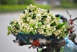 Hoa bưởi giá đắt vẫn hút khách Hà thành