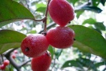 Cây nhót ngọt vừa làm thuốc, giảm cân hiệu quả, trồng cây lại đơn giản