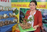 Phiên chợ sâm Ngọc Linh lần thứ 6: Bán nửa tạ sâm thu về gần 4,5 tỷ đồng