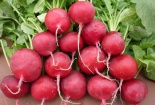  Ai hay ăn củ cải đỏ cần biết 11 tác dụng phụ đáng sợ này để phòng tránh