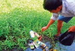 Rau có những dấu hiệu này coi chừng nhiễm thuốc kích thích sinh trưởng