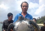 Quảng Nam: Rùa biển trong sách đỏ nặng 25 kg mắc lưới ngư dân