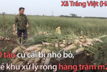 Hàng nghìn tấn củ cải của nông dân Hà Nội phải vứt bỏ