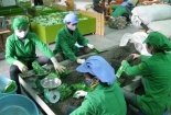 Pakistan 'siết' tiêu chuẩn, xuất khẩu chè Việt Nam tiếp tục giảm mạnh